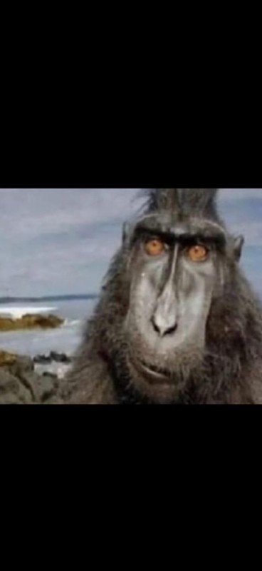 Создать мем: обезьяна обезьяна, обезьяна милая, кинг конг 1976