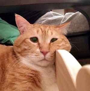 Create meme: sad cat, the cat depressed, cat