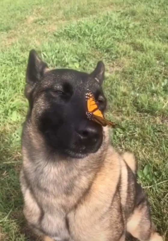 Create meme: shepherd with a butterfly, German shepherd , unusual friends - owl and shepherd malinois