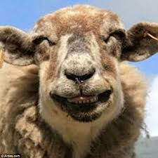Create meme: RAM, sheep, sheep sheep