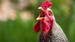 Create meme: tongue in cock photos, rooster, the cock bird