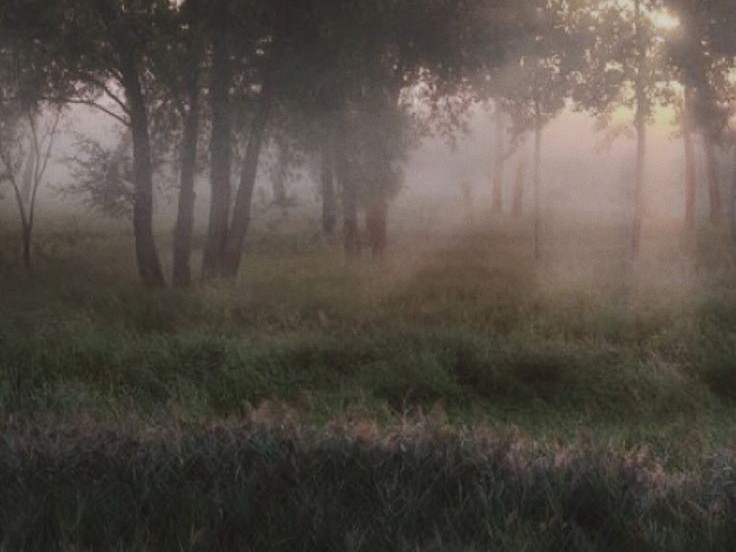 Create meme: misty dawn in the field, foggy landscape, landscape fog