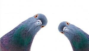 Создать мем: синий голубь, голубь кевин, птица голубь