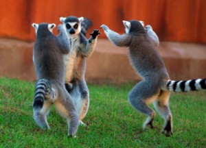 Create meme: funny, animals, lemur