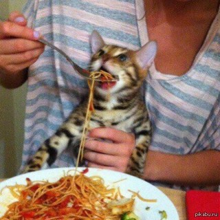 Create meme: cat , cat fed pasta, the cat and the spaghetti