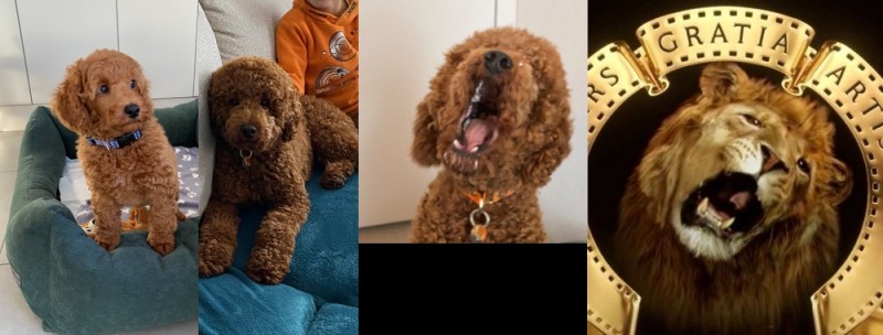 Create meme: products for dogs, metro-goldwyn-mayer, poodle 