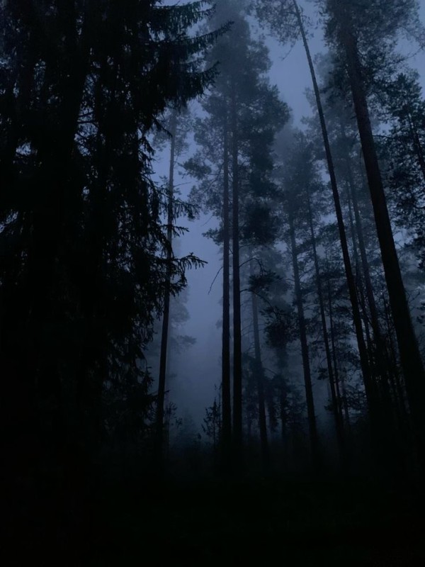 Create meme: forest misty, dark forest, fog in the forest