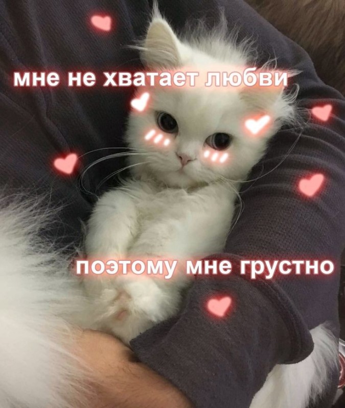 Create meme: Cute pictures with cats I love you, cute cats for correspondence, kikka cats