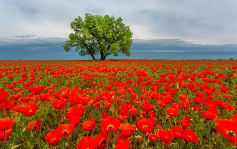 Create meme: scarlet poppies, landscape poppy field, field of red poppies