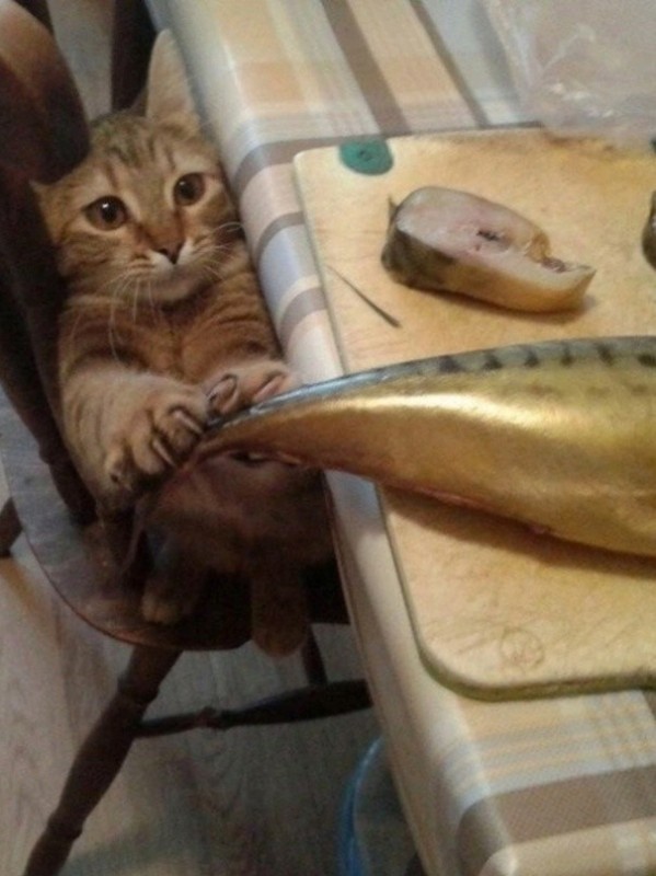 Создать мем: коты и рыба мем, кот, кот ворует рыбу