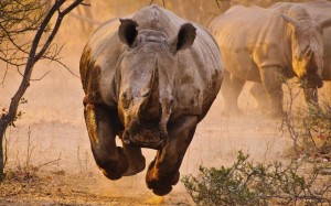 Создать мем: африканский носорог, животные африки носорог вертикальный, rhino