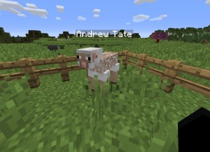 Create meme: sheep from minecraft, wolf minecraft, minecraft