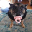 Create meme: dog with a pacifier meme, dog dog, dog's nipples