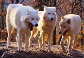 Создать мем: два волка ржут над третьим, волки стая, волки белые