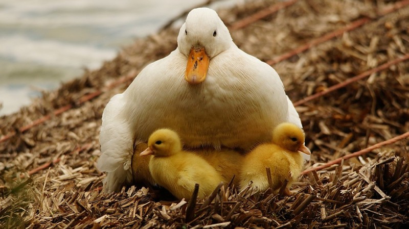 Create meme: duck drake ducklings, duck white, white mallard duck