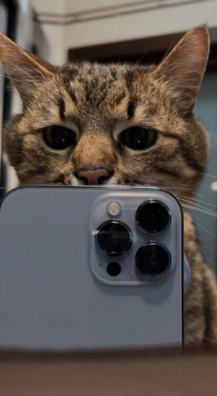 Create meme: a cat with an iPhone, cat with phone, cat with iphone