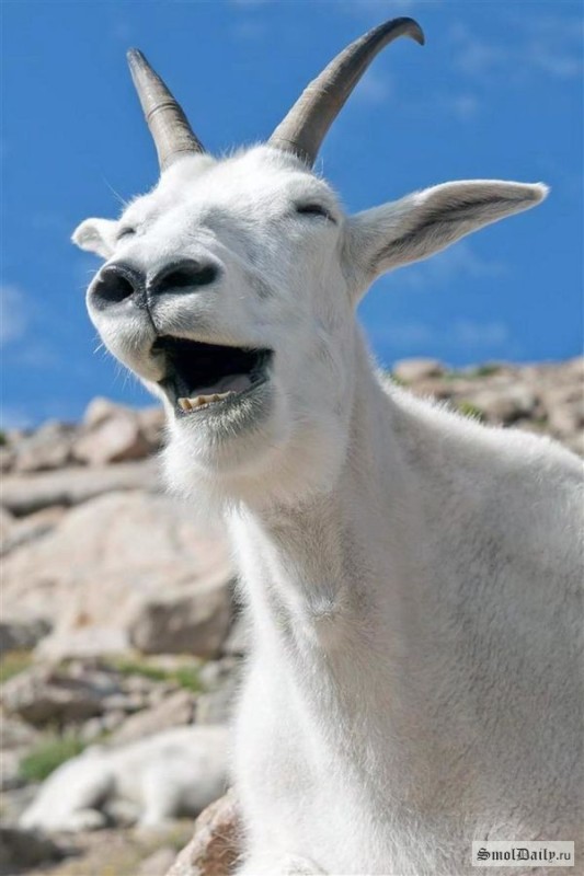 Создать мем: улыбающиеся животные, горный козел, козел животное