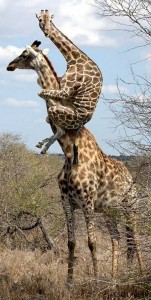 Create meme: photo montage, giraffe