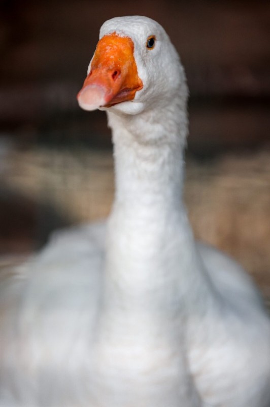 Create meme: goose , geese Linda, beautiful mega goose ordinary