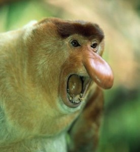 Создать мем: самые необычные животные, мем обезьяна, proboscis monkey