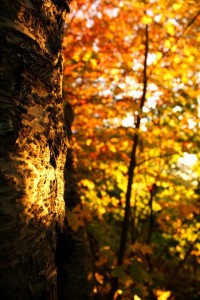 Create meme: autumn morning, smells like fall's just something incredibly sad friendly, Missouri autumn