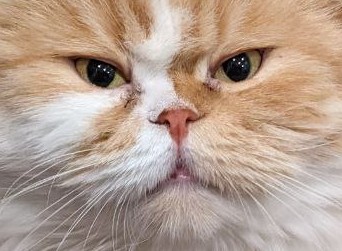 Create meme: Persian cat , cat , cats 