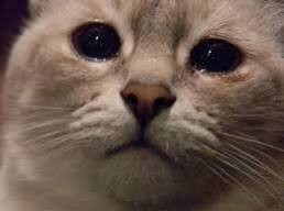 Создать мем: грустный котик мем, кот плачет, плачущий котик