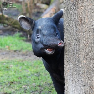 Создать мем: tapir, тапир, Тапир