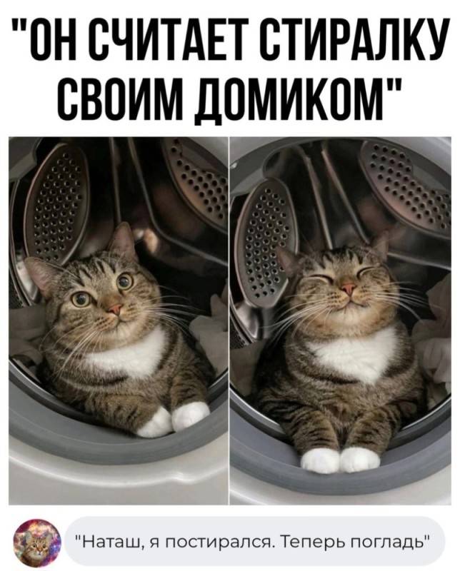 Создать мем: кошка, кот, кот в стиральной машине