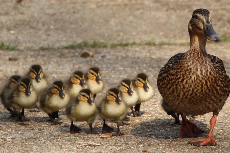 Create meme: mallard duck with ducklings, duck with ducklings, mallard duck female