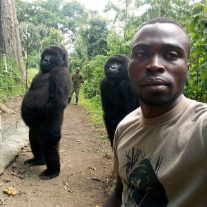 Создать мем: фото 2 обезьян селфи, темнокожий человек, селфи с гориллами