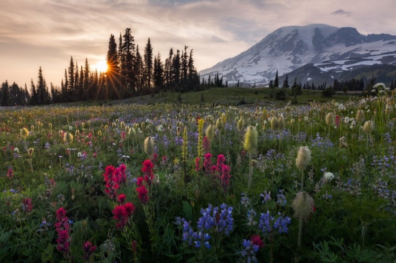 Create meme: alpine meadows and mountains, Mount rainier National Park, the flowers of the mountain