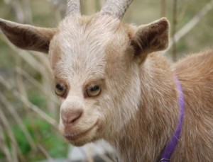 Create meme: goat, animals, looks