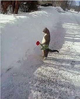 Create meme: spring where are you, cat , where is spring