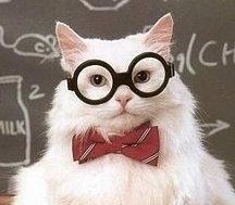 Создать мем: коты, котики и наука, кот химик мем