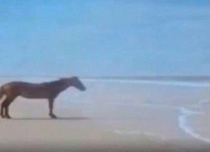 Создать мем: лошадь на берегу мем, мем лошадь у моря, лошадь смотрит на море мем