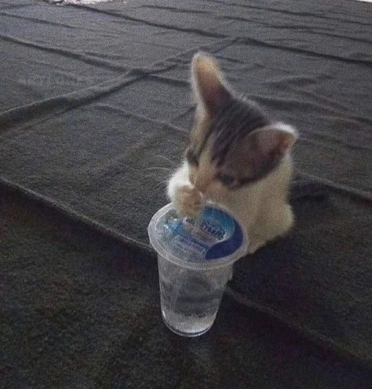 Create meme: cat , the cat drinks water, cat 