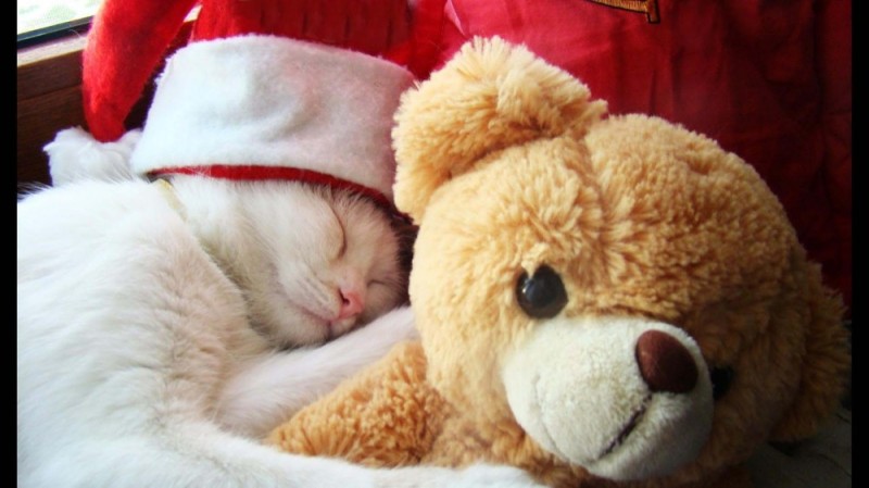 Создать мем: спокойной ночи кошки, feliz navidad, доброй ночи котики милые