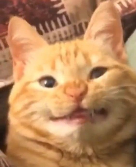 Создать мем: кот смешной, улыбающийся кот, кот смеется