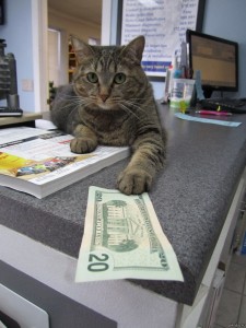 Create meme: crazy cat, money