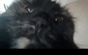 Create meme: my cat, cat, Persian cat