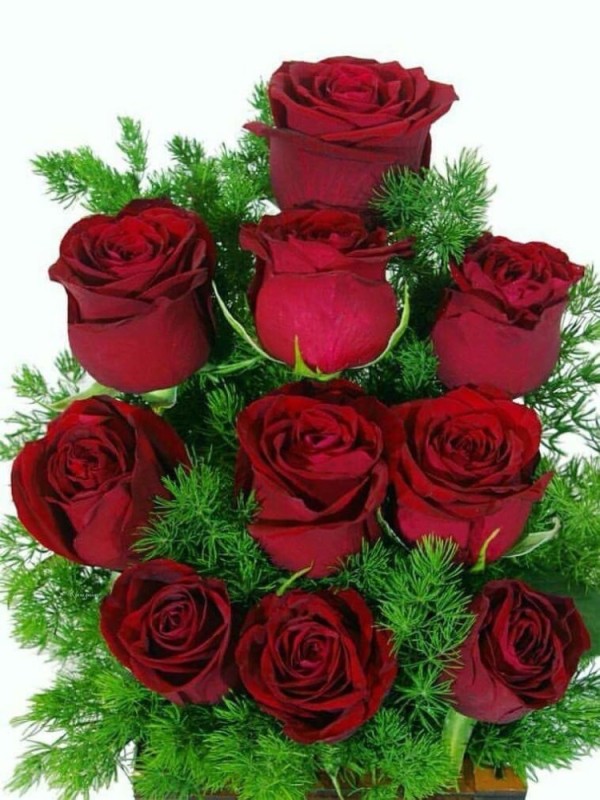 Создать мем: красивые розы, красивые цветы, красные розы