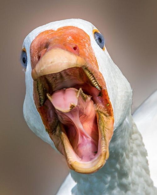 Create meme: goose with teeth, goose , goose beak