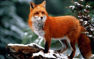 Create meme: red Fox, Fox, red Fox