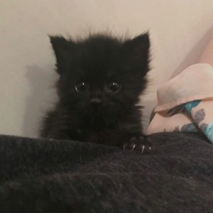 Create meme: fluffy, kitty, kitty black