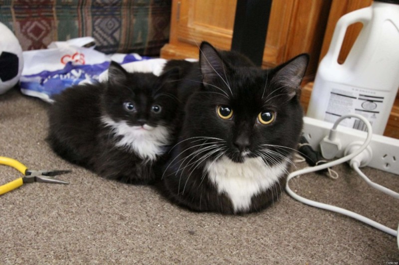 Создать мем: котята мейн кун, кот кот поменьше плоскогубцы, котенок черный