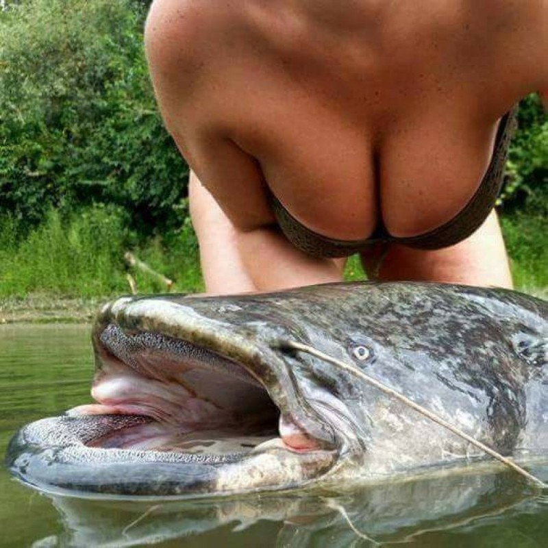 Create meme: catfish fishing, catfish eats people, som 