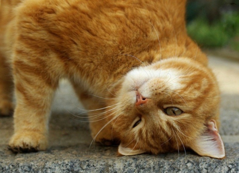 Create meme: impudent red muzzle, happy ginger cat, red cat 