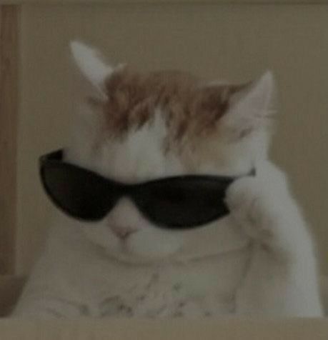 Create meme: The cat with glasses meme, cat with glasses meme, cool cat meme