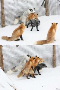 Create meme: Animal, Fox, the Fox crept imperceptibly pictures